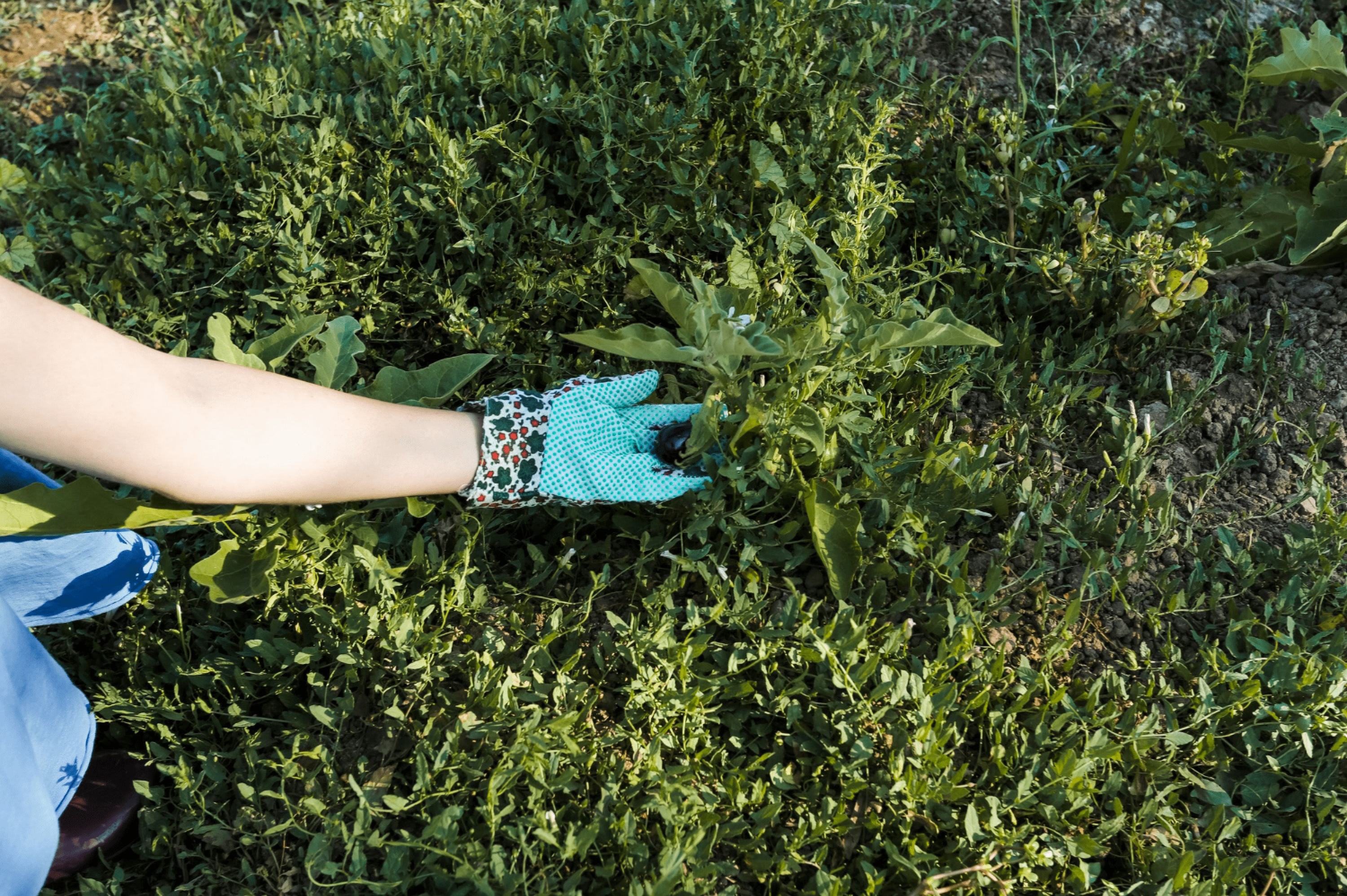 Service de jardinage et d'espaces verts