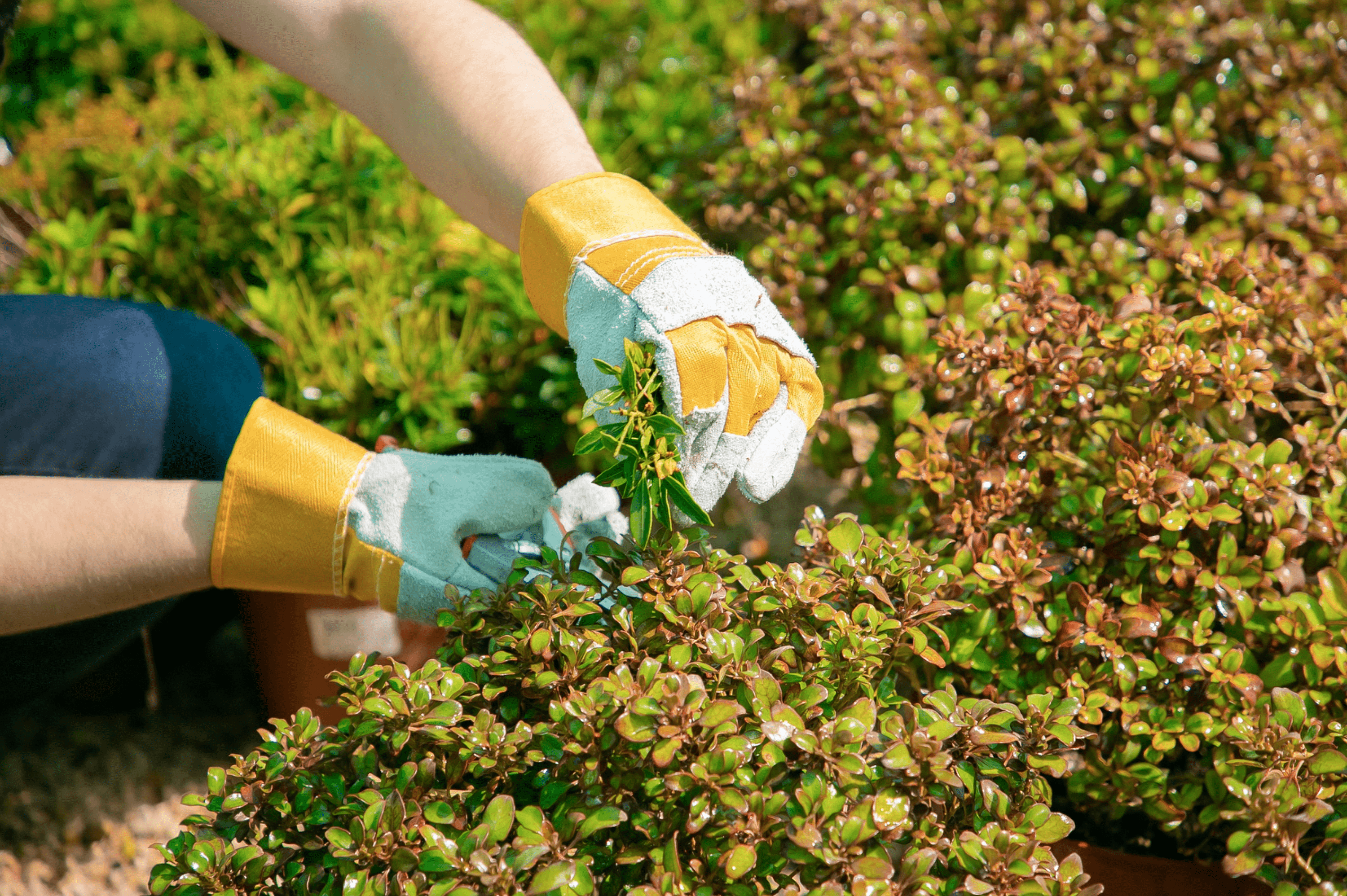 Service de jardinage et d'espaces verts